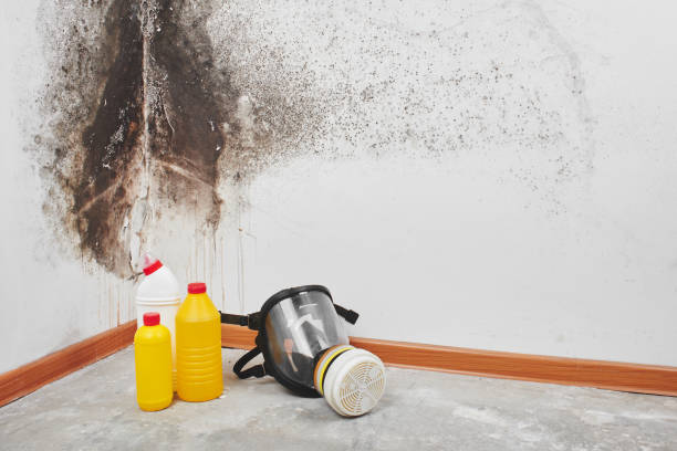 Trusted Foster City, CA Mold Removal Experts
