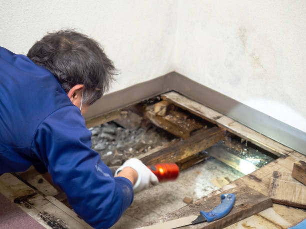 Best Certified Mold Removal  in Foster City, CA