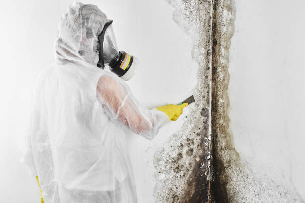 Crawl Space Mold Removal in Foster City, CA