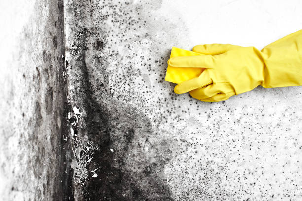 Best Emergency Mold Removal  in Foster City, CA