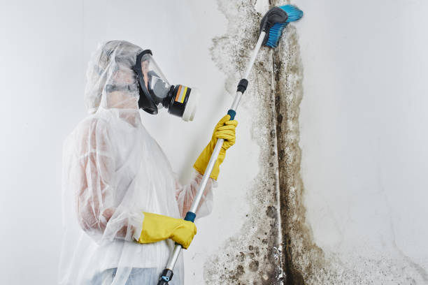 Best Mold Remediation Services  in Foster City, CA