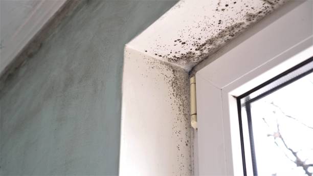 Certified Mold Removal in Foster City, CA