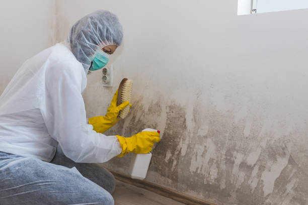Best Attic Mold Removal  in Foster City, CA