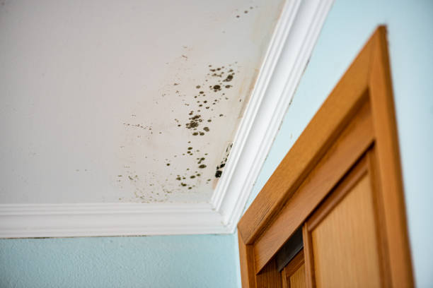 Best Same-Day Mold Removal  in Foster City, CA