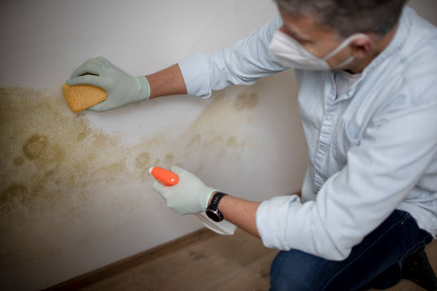 Best Local Mold Removal Service  in Foster City, CA