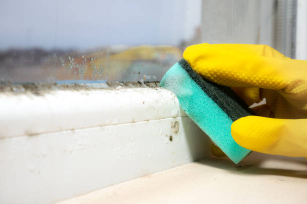 Best Mold Remediation  in Foster City, CA