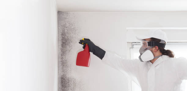 Best Mold Damage Repair  in Foster City, CA