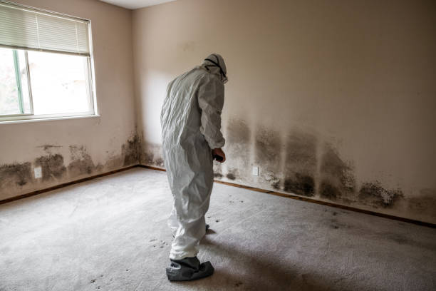 Home Mold Removal in Foster City, CA