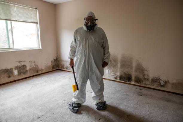 Best Black Mold Removal  in Foster City, CA