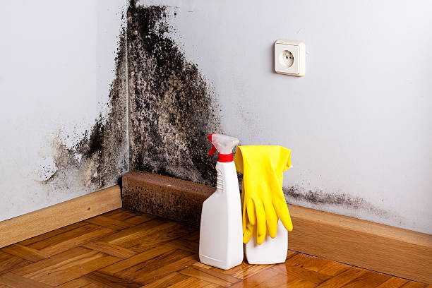 Best Mold Testing  in Foster City, CA