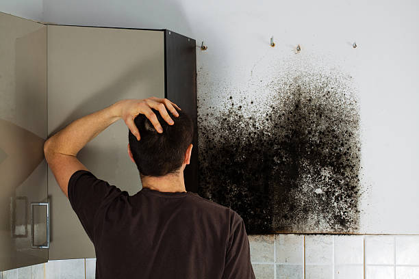 Home Mold Removal in Foster City, CA