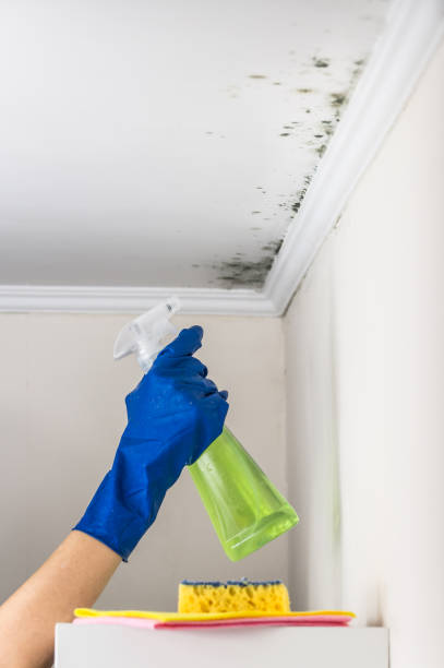 Best Toxic Mold Removal  in Foster City, CA