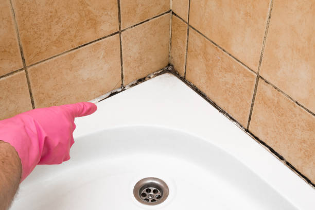 Best Best Mold Removal Companies  in Foster City, CA