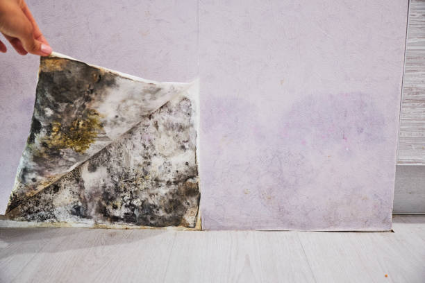 Best Mold Removal Company Near Me  in Foster City, CA